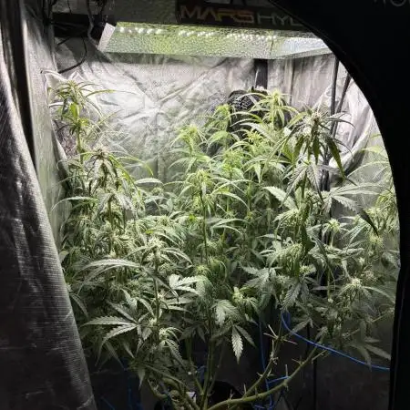 PurplePunch Auto in AutoPot