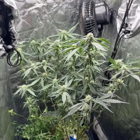 Red Poison / Autopot