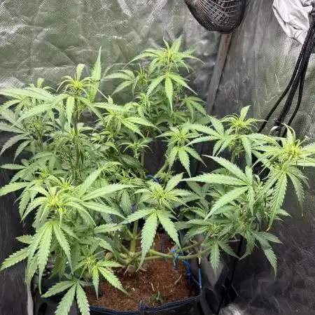 PurplePunch Auto in AutoPot