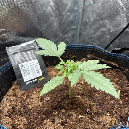 PurplePunch Auto in AutoPot