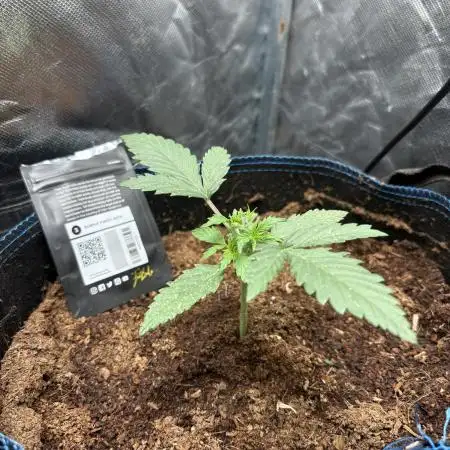 PurplePunch Auto in AutoPot