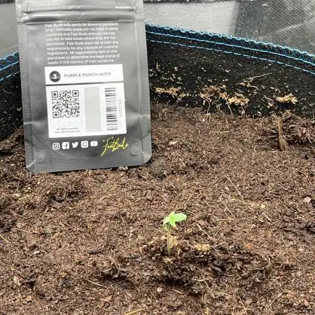 PurplePunch Auto in AutoPot