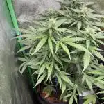 Banan Blaze 🍌 in AutoPot