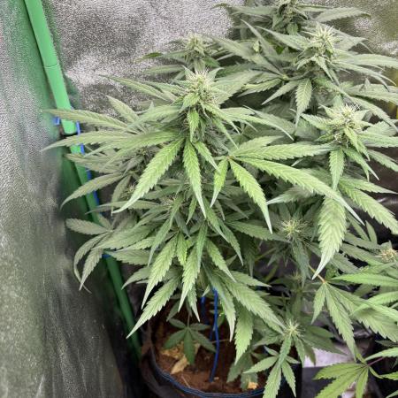 Banan Blaze 🍌 in AutoPot
