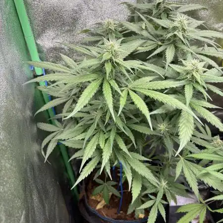 Banan Blaze 🍌 in AutoPot