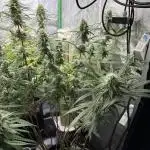 HST Skunk 