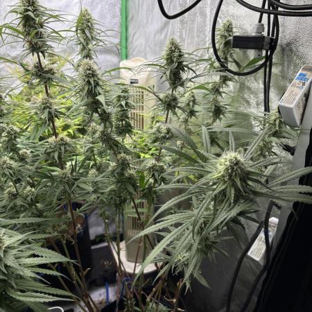 HST Skunk 