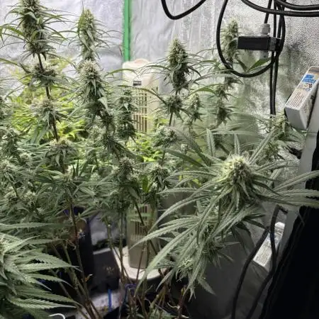 HST Skunk 
