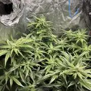 Lemon Haze Auto