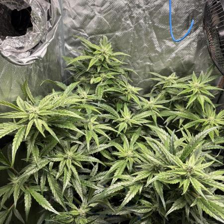Lemon Haze Auto