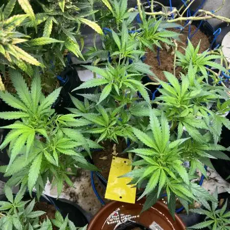 Northern Lights in AutoPot by Zamnesia