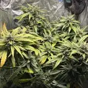 Lemon Haze Auto