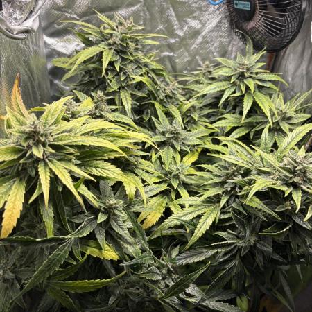 Lemon Haze Auto