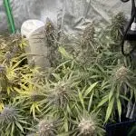 HST Skunk 
