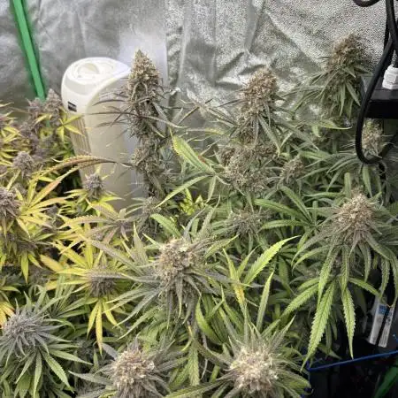 HST Skunk 