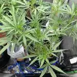 HST Skunk 