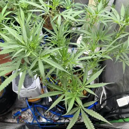 HST Skunk 