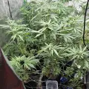 Apple & Banana in AutoPot