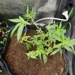 HST Skunk 