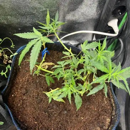 HST Skunk 