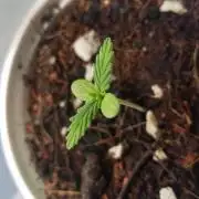 First grow