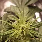 Dark devil auto (sweet seed)