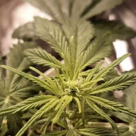 Dark devil auto (sweet seed)