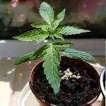 pineapple express
