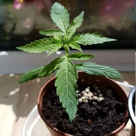 pineapple express