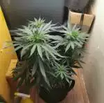 random guess