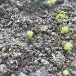 San Pedro cactus