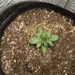 Resurrected sprout