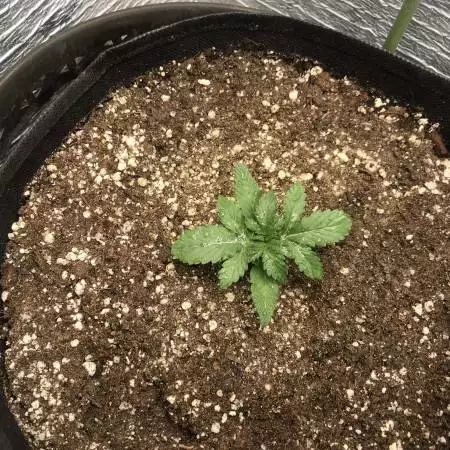Resurrected sprout