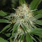 @sur_cannabico / feminizadas.