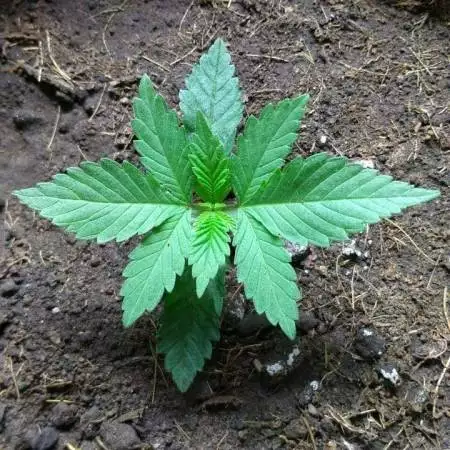 Monster Cookies 