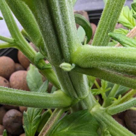 Double Whiskey Sour Auto