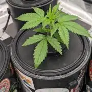 Plagron/Zamnesia Eternity Cup 2026