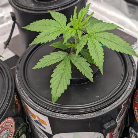 Plagron/Zamnesia Eternity Cup 2026