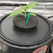 Rainbow Belts Auto by Zamnesia