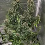 Big Demon Divine Grow Off