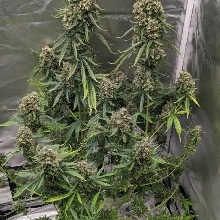 Big Demon Divine Grow Off
