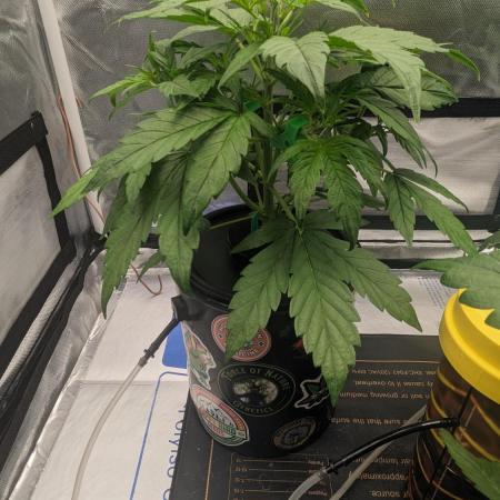 Rainbow Belts Auto by Zamnesia