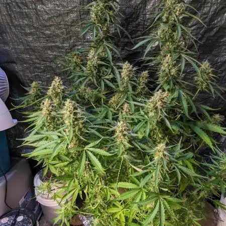 Big Demon Divine Grow Off