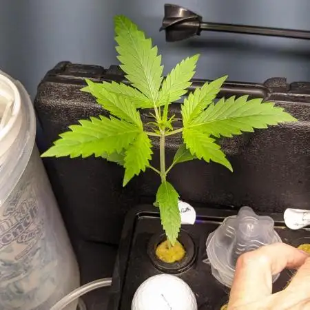 Divine Grow Off Auto Moonrock