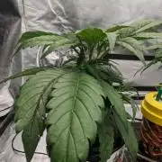 Showcasing my own strain!