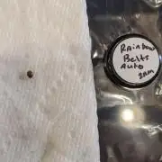 Rainbow Belts Auto by Zamnesia