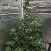 Another Happy Bird Adventure