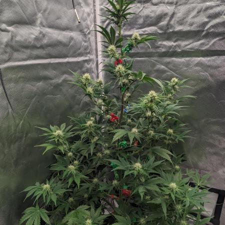 Another Happy Bird Adventure