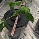 Another Happy Bird Adventure