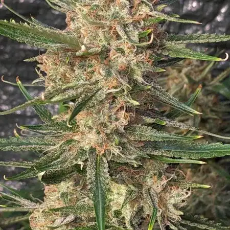Divine Grow Off Auto Moonrock